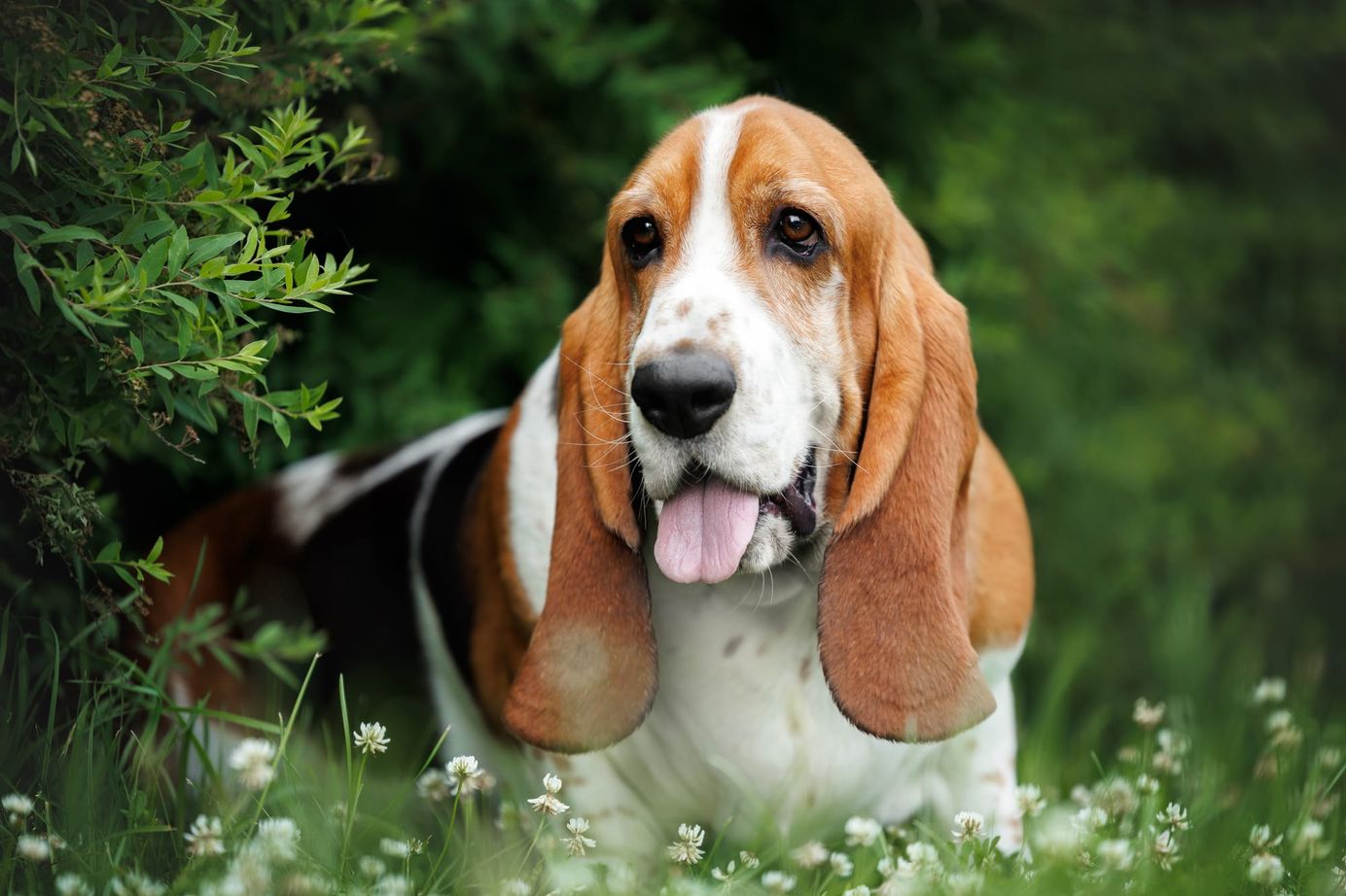     Portrait d'un basset hound dans la nature