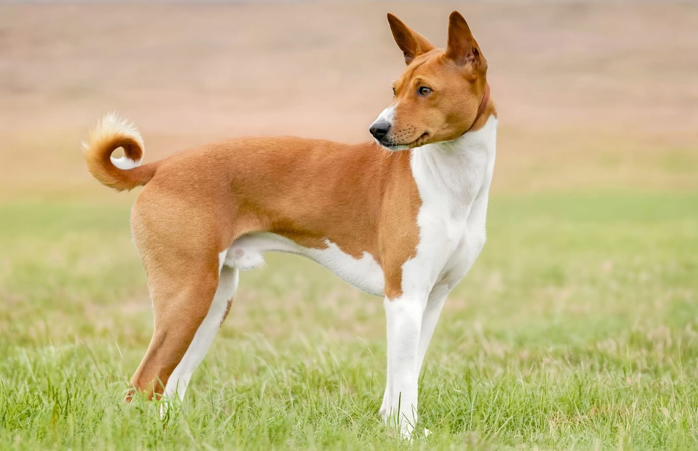     Basenji de profil en extérieur, silhouette fine et queue enroulée caractéristique