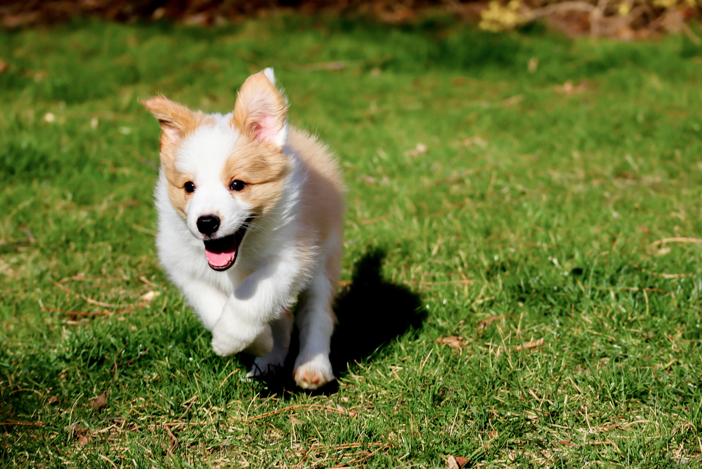 Chiot roux et blanc qui court sur une pelouse