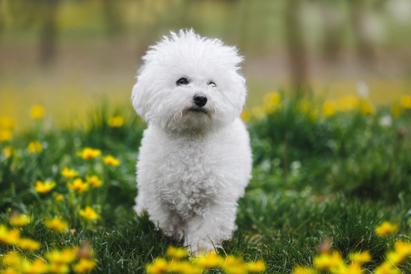 Bichon frisé marchant dans un champ fleuri