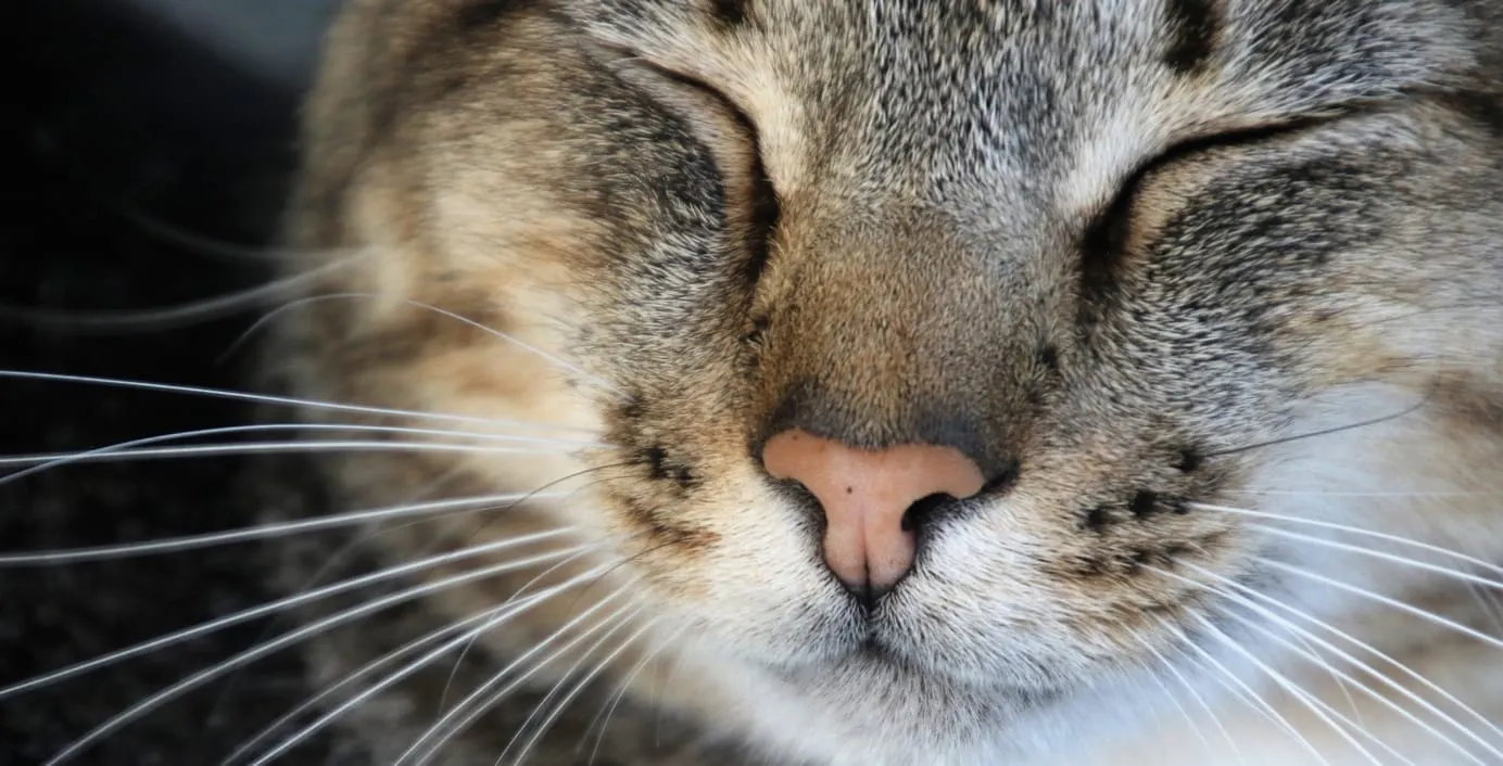 Gros plan sur le museau et les yeux fermés d’un chat tigré type européen.
