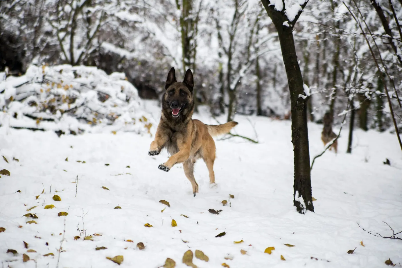     Berger belge courant dans la neige en forêt