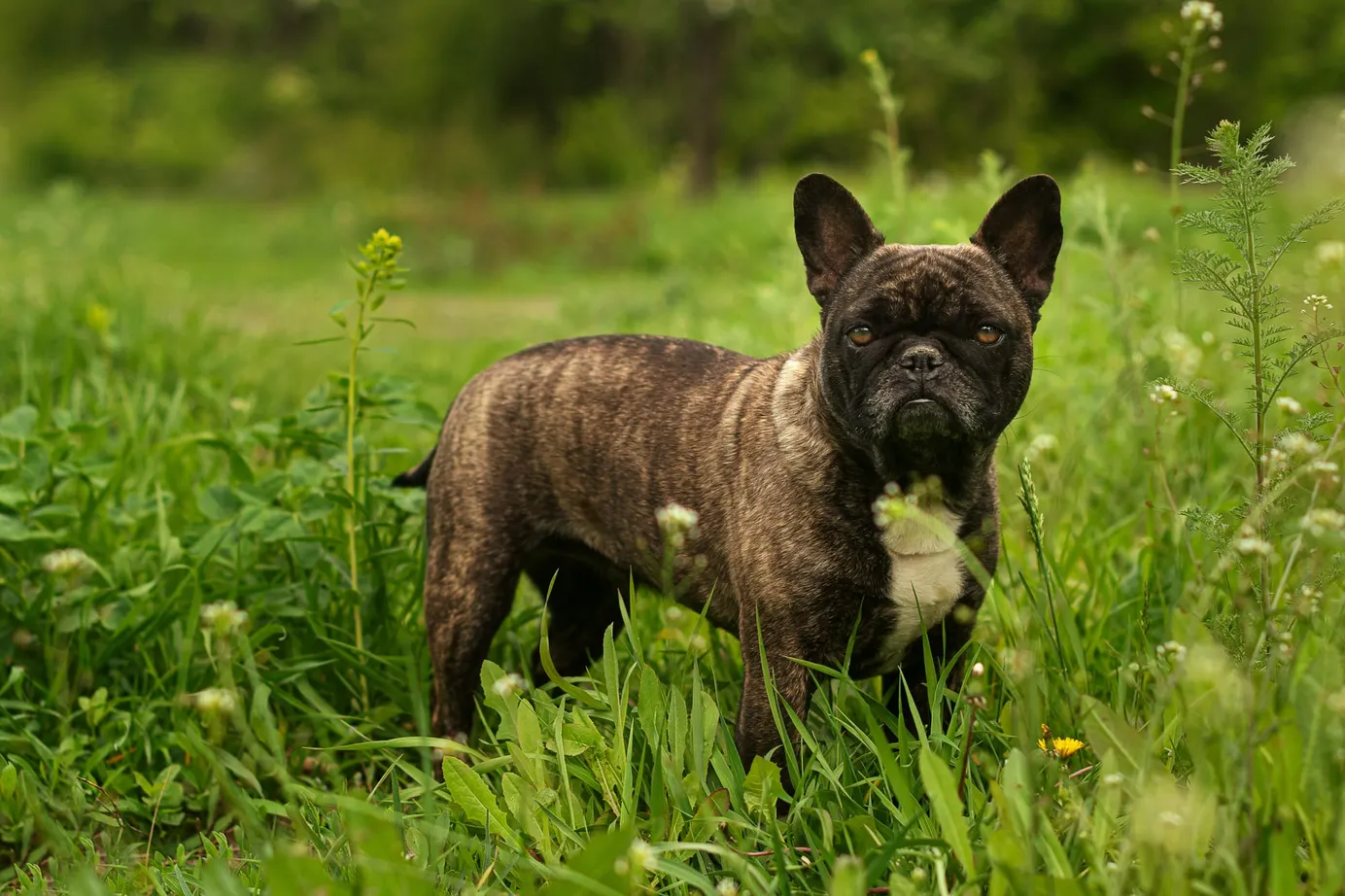 Bouledogue français bringé debout dans l’herbe verte, regard attentif