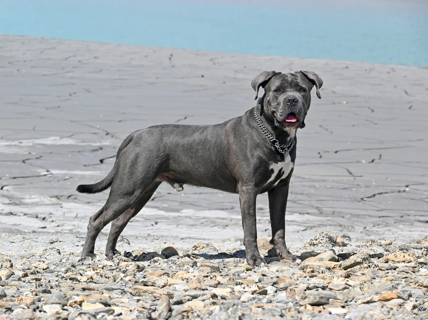    Cane corso sur un terrain rocailleux
