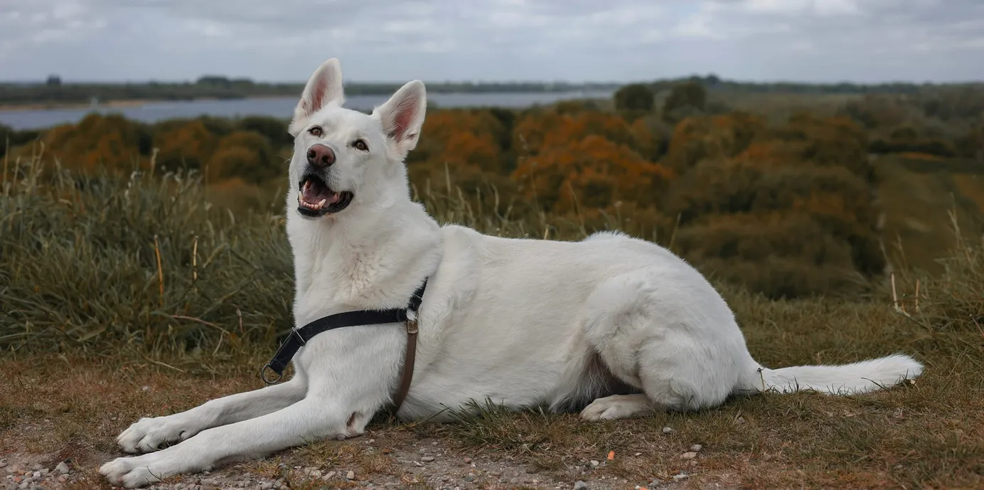     Berger blanc suisse allongé avec vue sur un paysage en arrière-plan