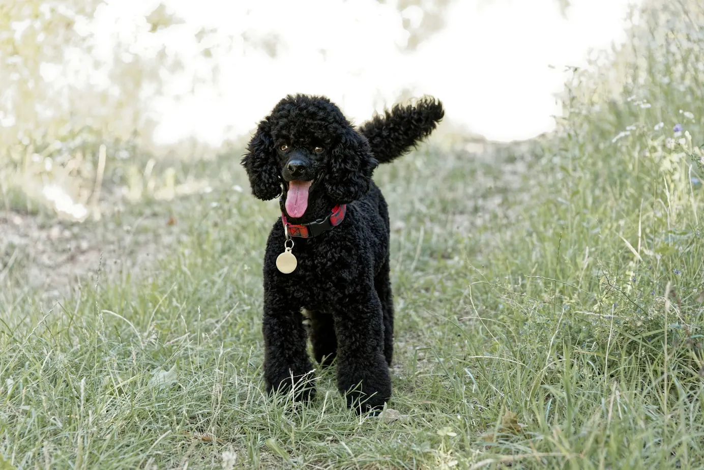 Caniche noir debout dans l'herbe, langue sortie