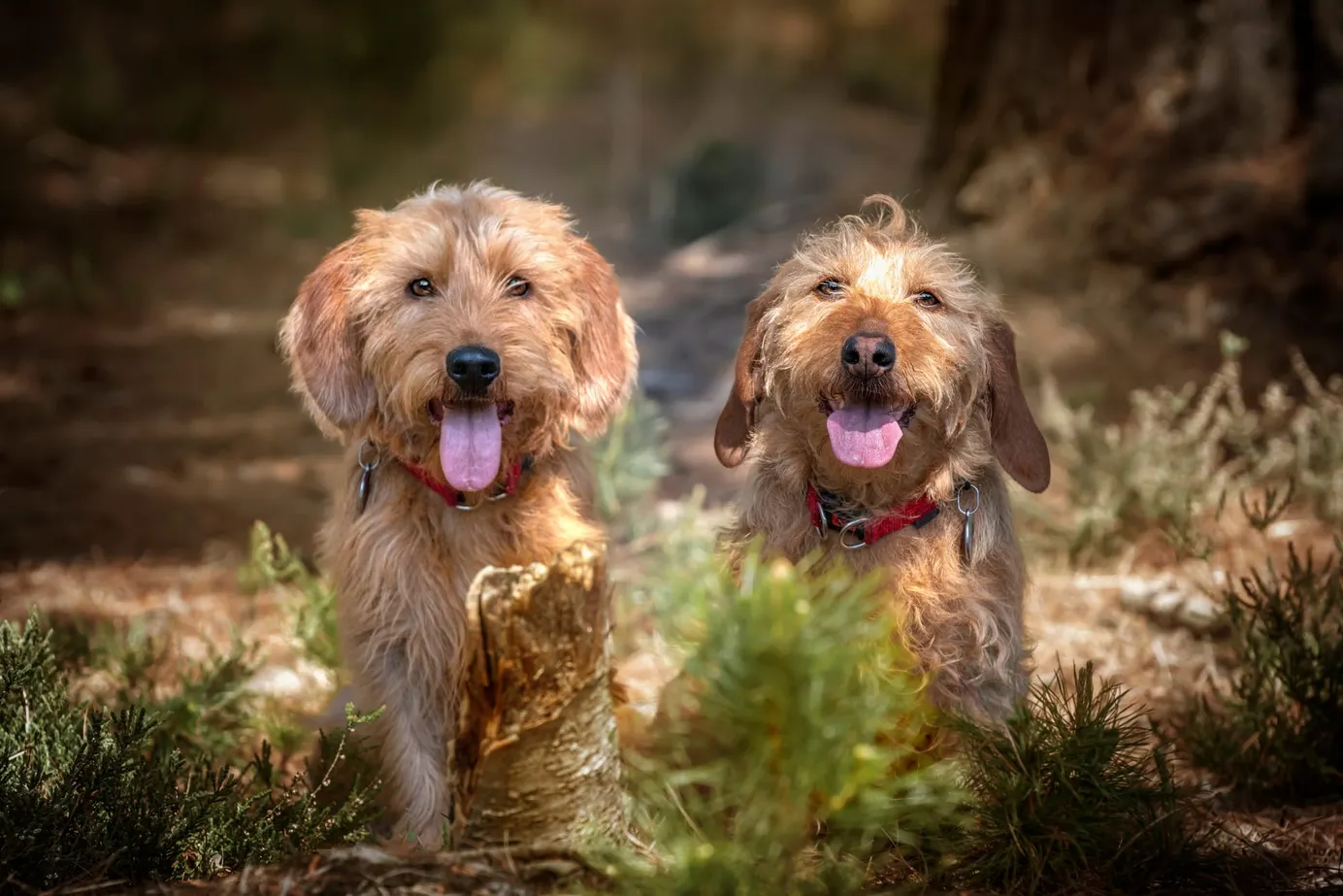     Deux Bassets Fauves de Bretagne en forêt, chiens de chasse sociables et actifs
