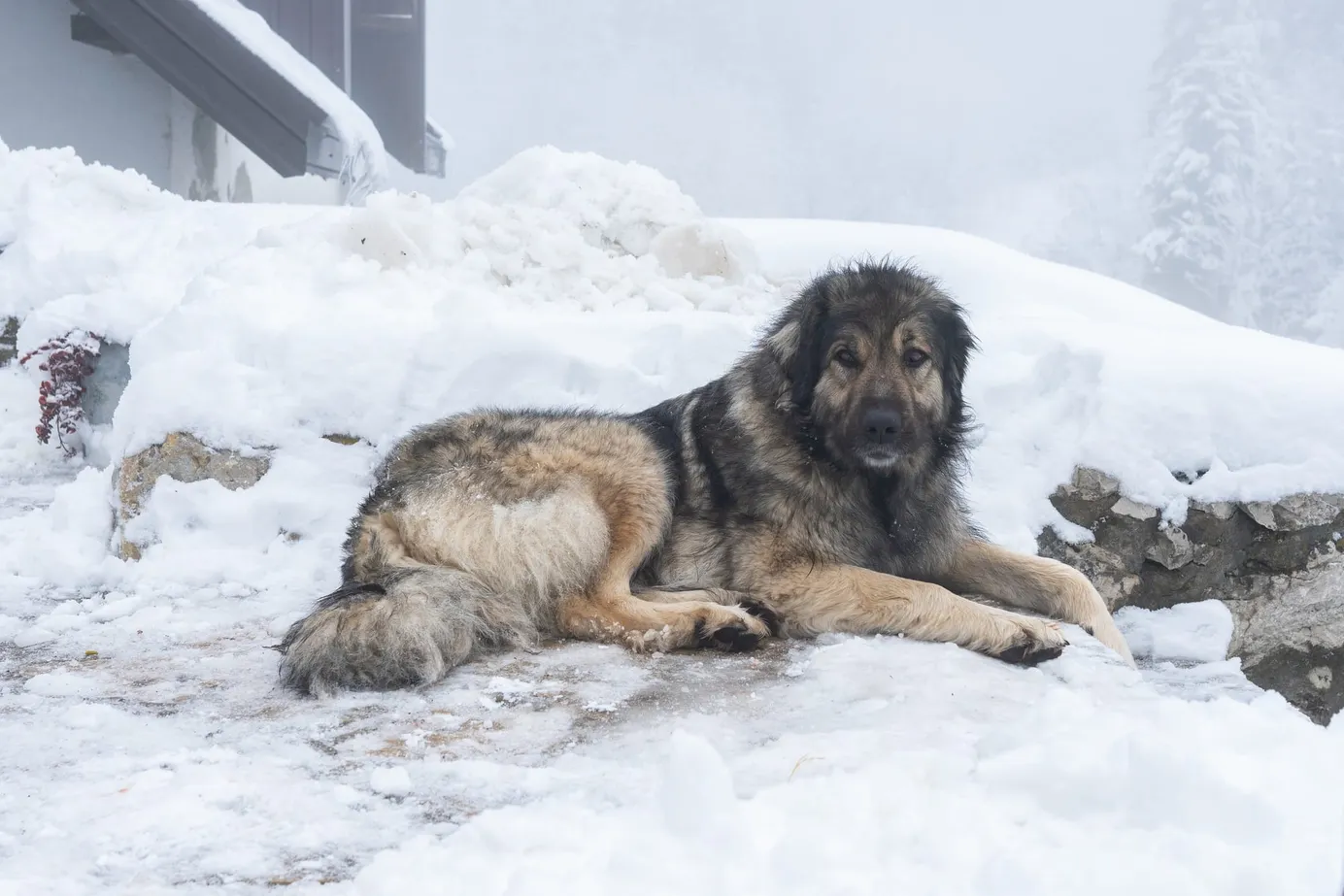     Berger du Caucase allongé dans la neige