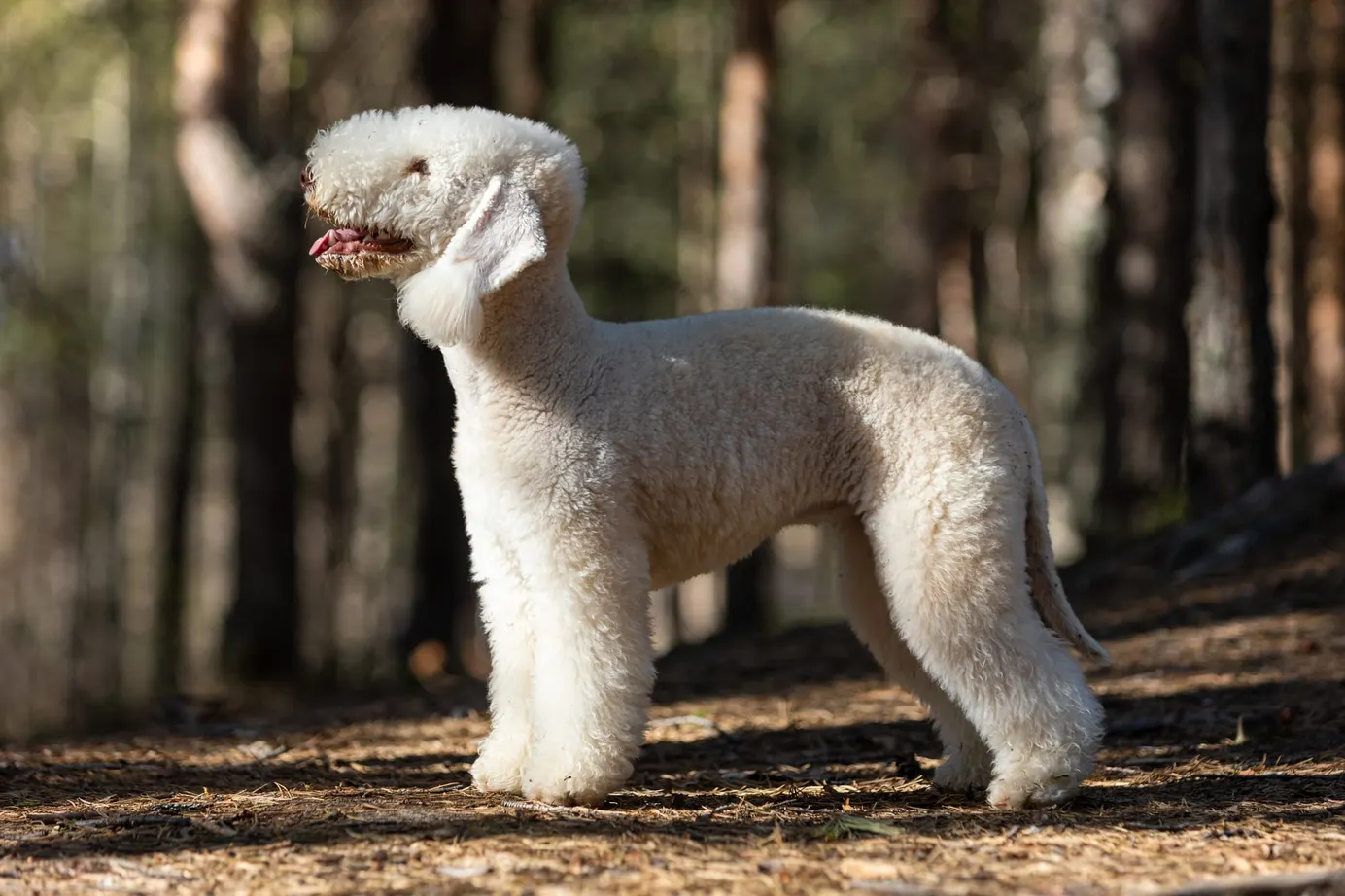     Bedlington Terrier adulte debout en forêt