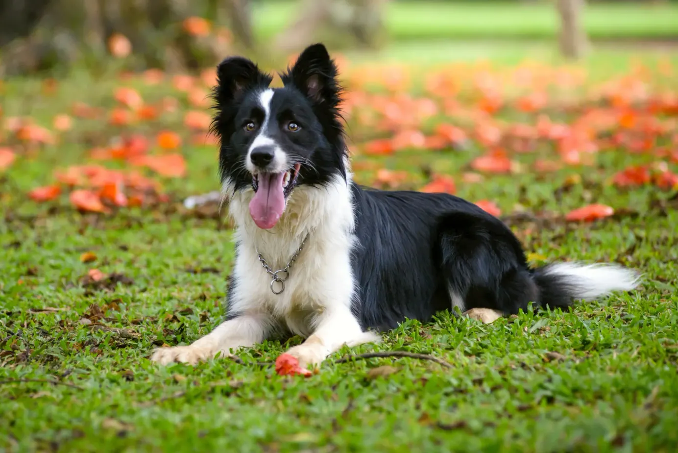 Border collie noir et blanc allongé dans l’herbe