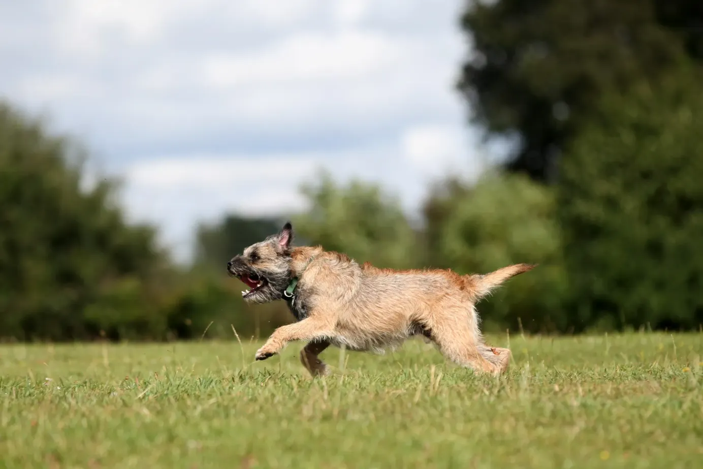 Border terrier courant dans un champ