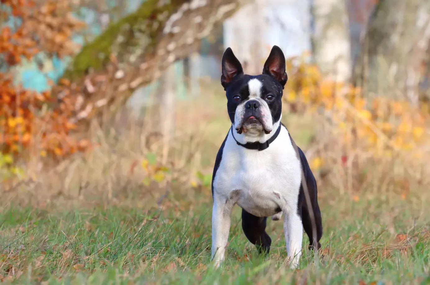 Boston terrier debout dans un paysage automnal