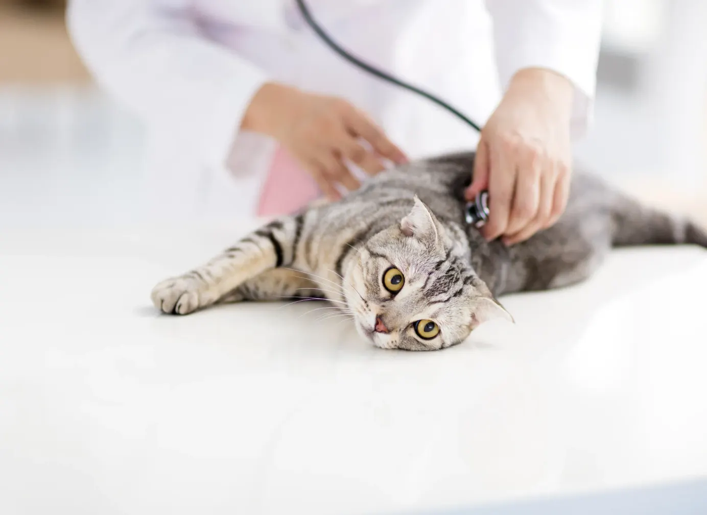 Chat gris qui se fait examiner au stéthoscope par une vétérinaire