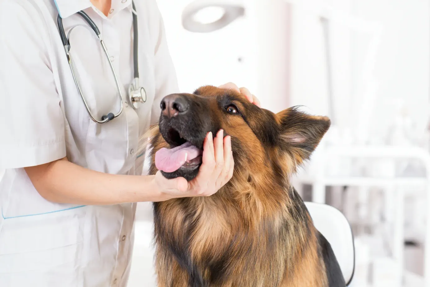 Chien qui se fait examiner au niveau de la gueule par une vétérinaire