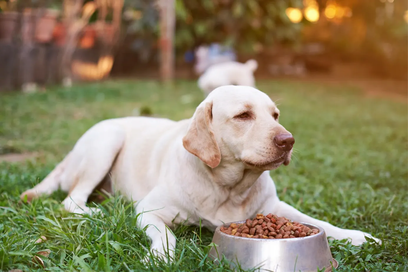 Chien allongé dans l'herbe, l'air fatigué devant une gamelle de croquettes.