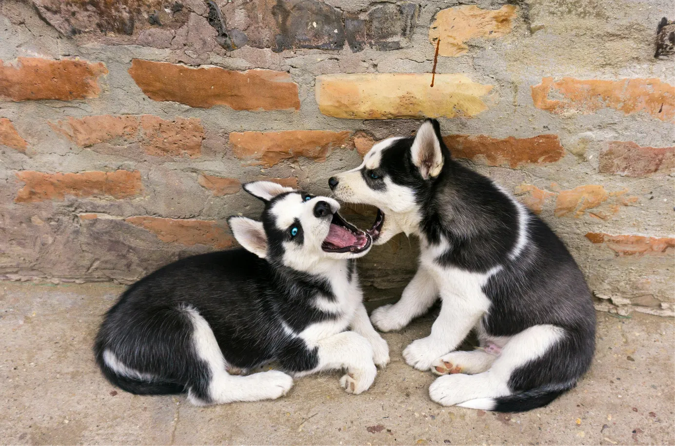 Deux chiots husky sont en train de jouer contre un mur en pierre.