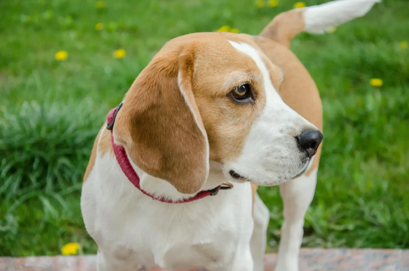 Un chien marron et blanc avec un collier rouge regarde à droite, dans un jardin. 