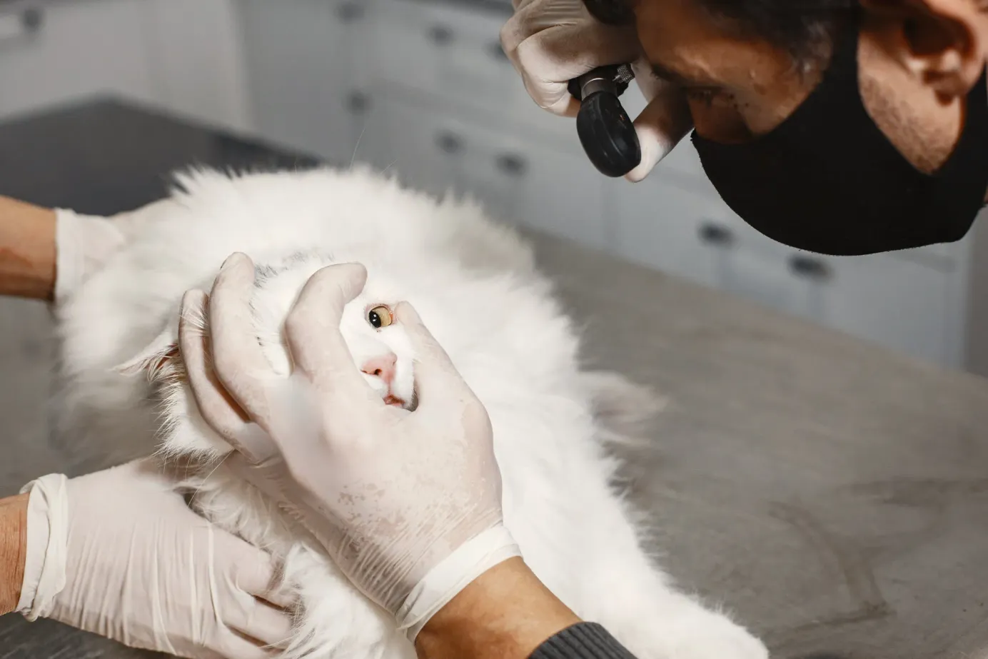 Un chat blanc se fait examiner un œil par deux vétérinaires.