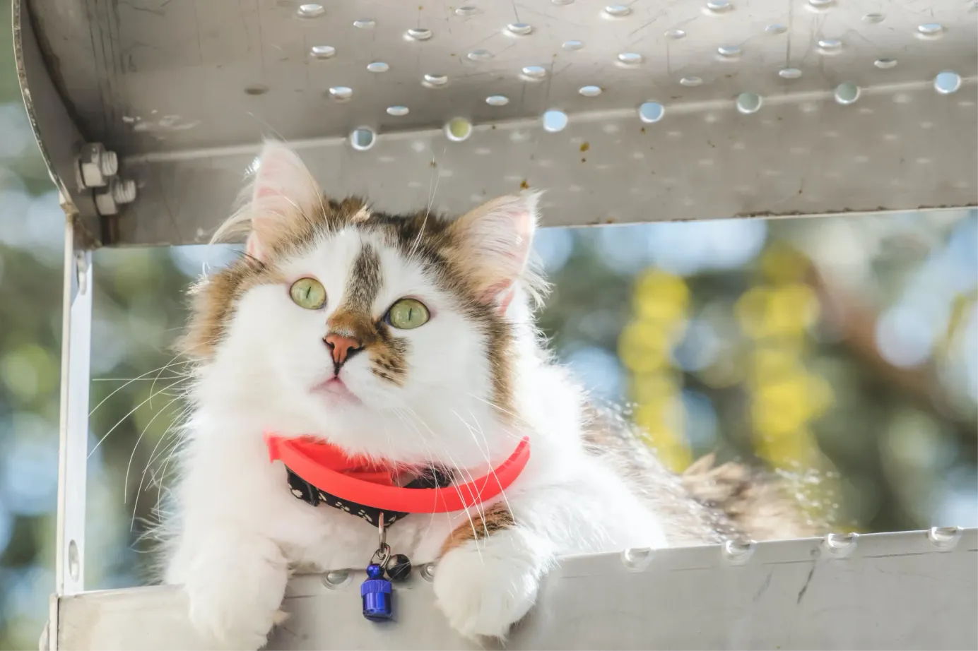 Chat blanc et roux aux poils longs portant un collier rouge, allongé sur une structure métallique en extérieur