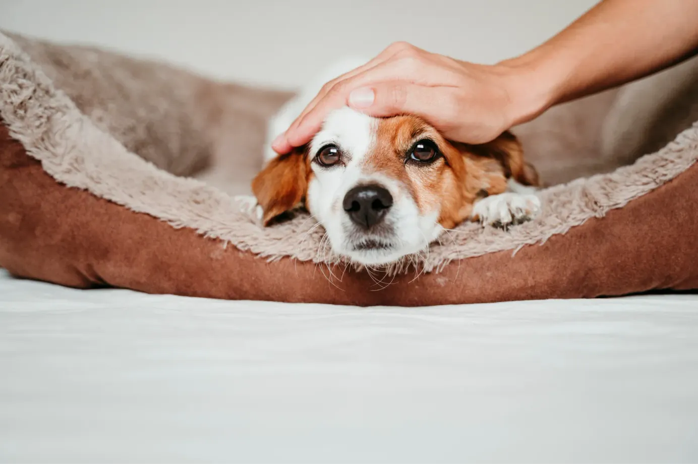 Chien allongé dans son panier, avec son humain qui lui caresse la tête
