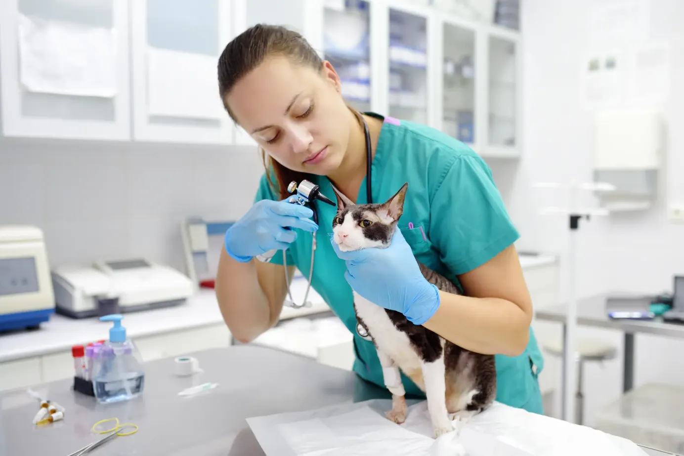 Chat blanc et noir assis sur une table, ses oreilles sont auscultées par une vétérinaire.