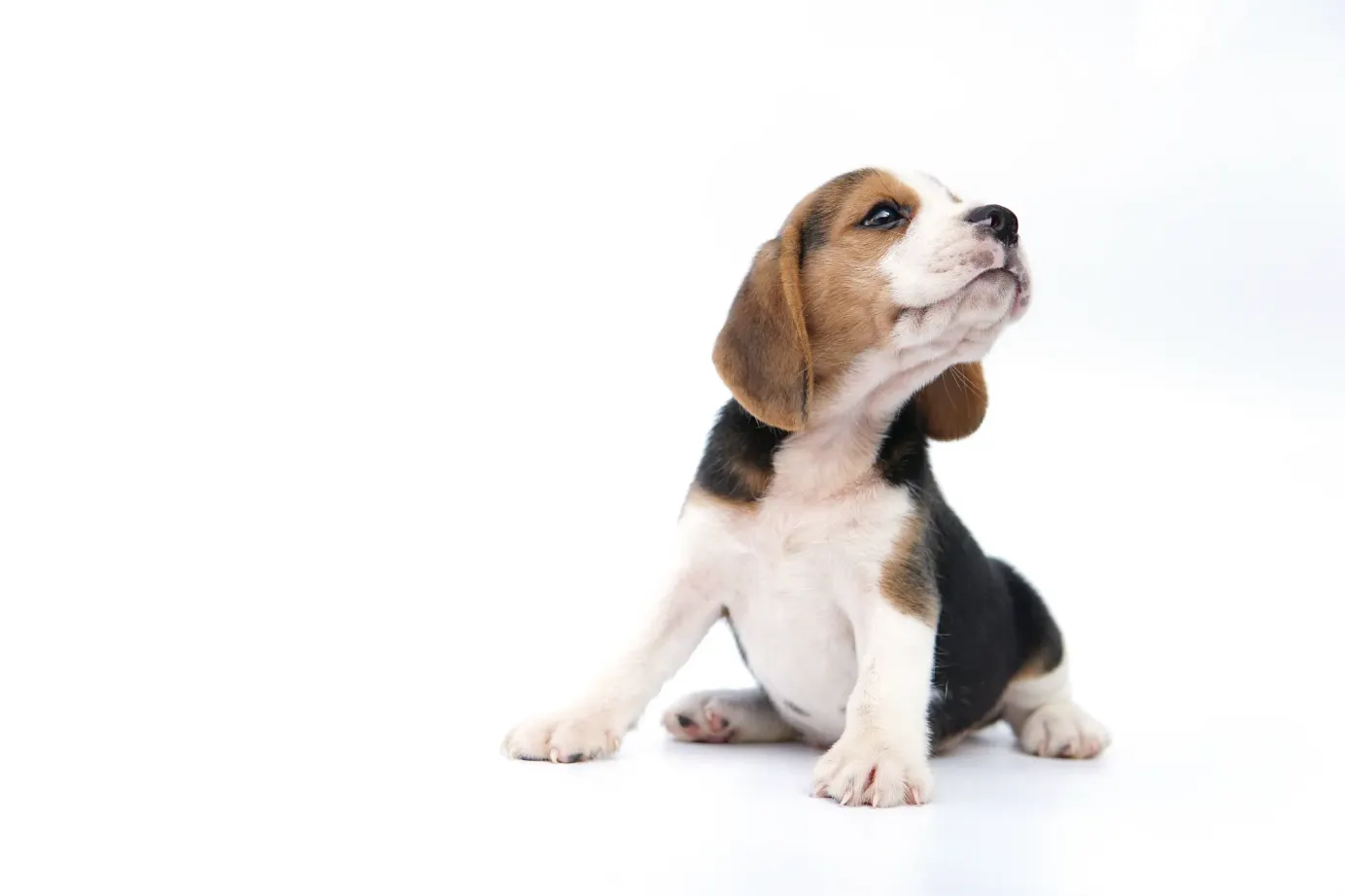 Un petit chiot marron, blanc et noir sur fond blanc. 