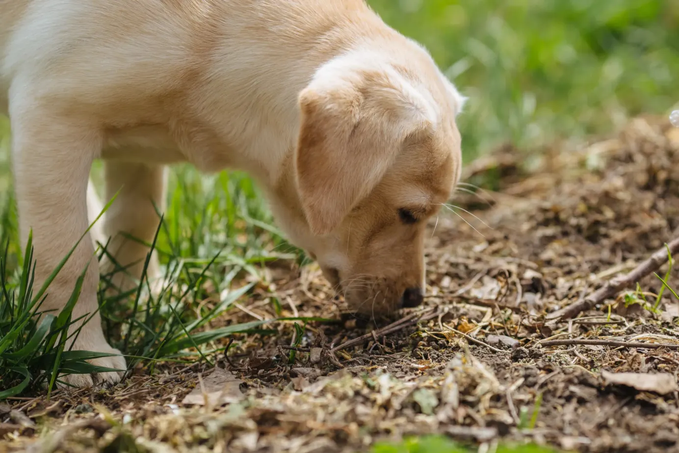 Golden retriever qui renifle le sol d'un jardin. 