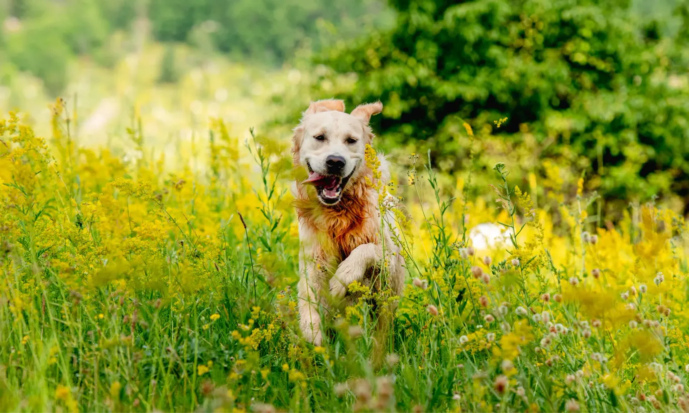 Golden retriever court dans un champ de fleurs heureux.