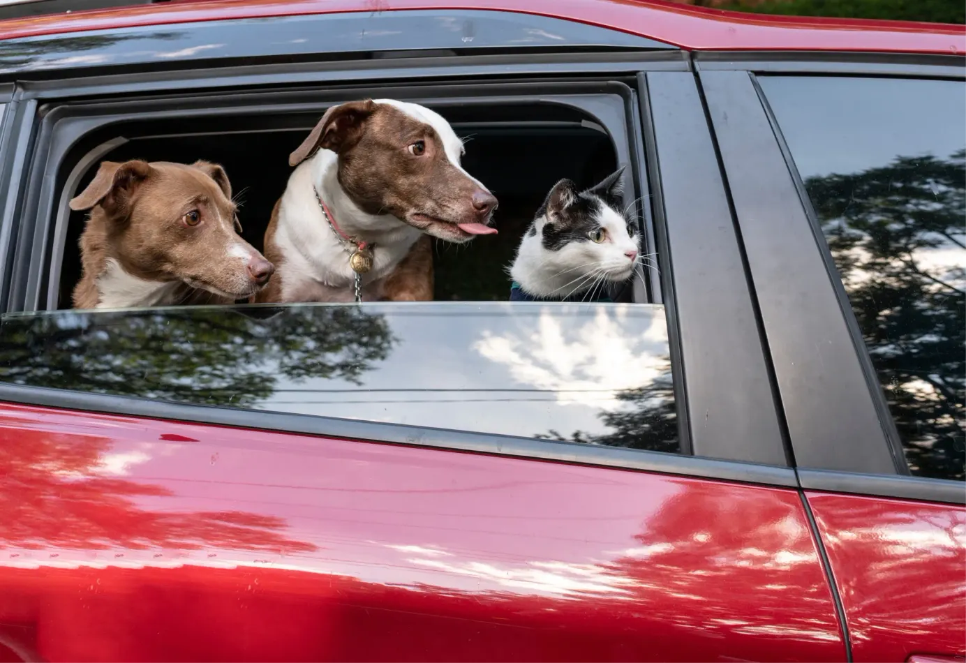 Deux chiens et un chat sont dans une voiture rouge et regardent par la fenêtre ouverte.