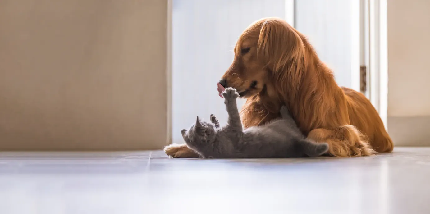 Chaton gris jouant avec un chien roux dans un salon éclairé. 