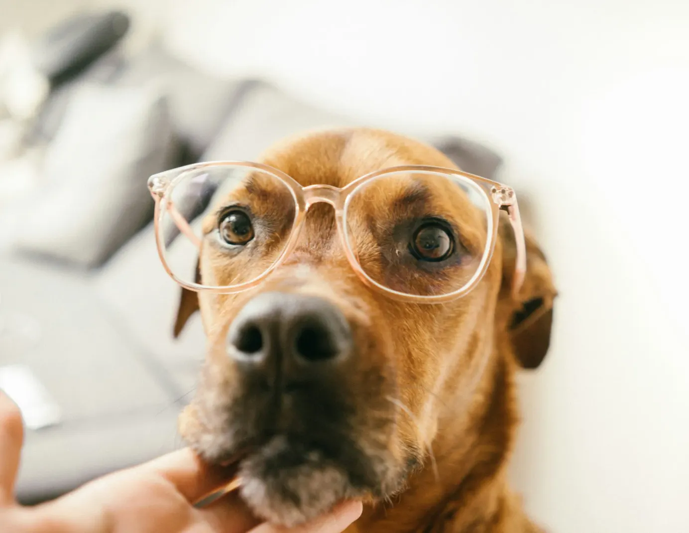 Chien marron qui porte des lunettes de vue dans un séjour.