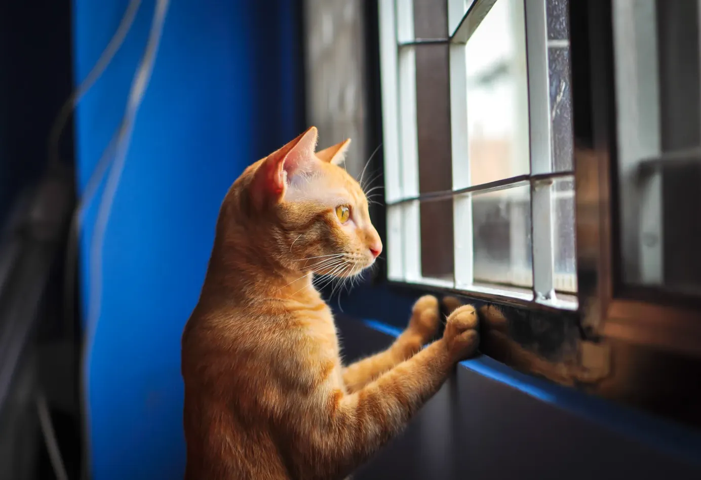 Chat roux debout qui regarde l'extérieur depuis une fenêtre d'appartement. 
