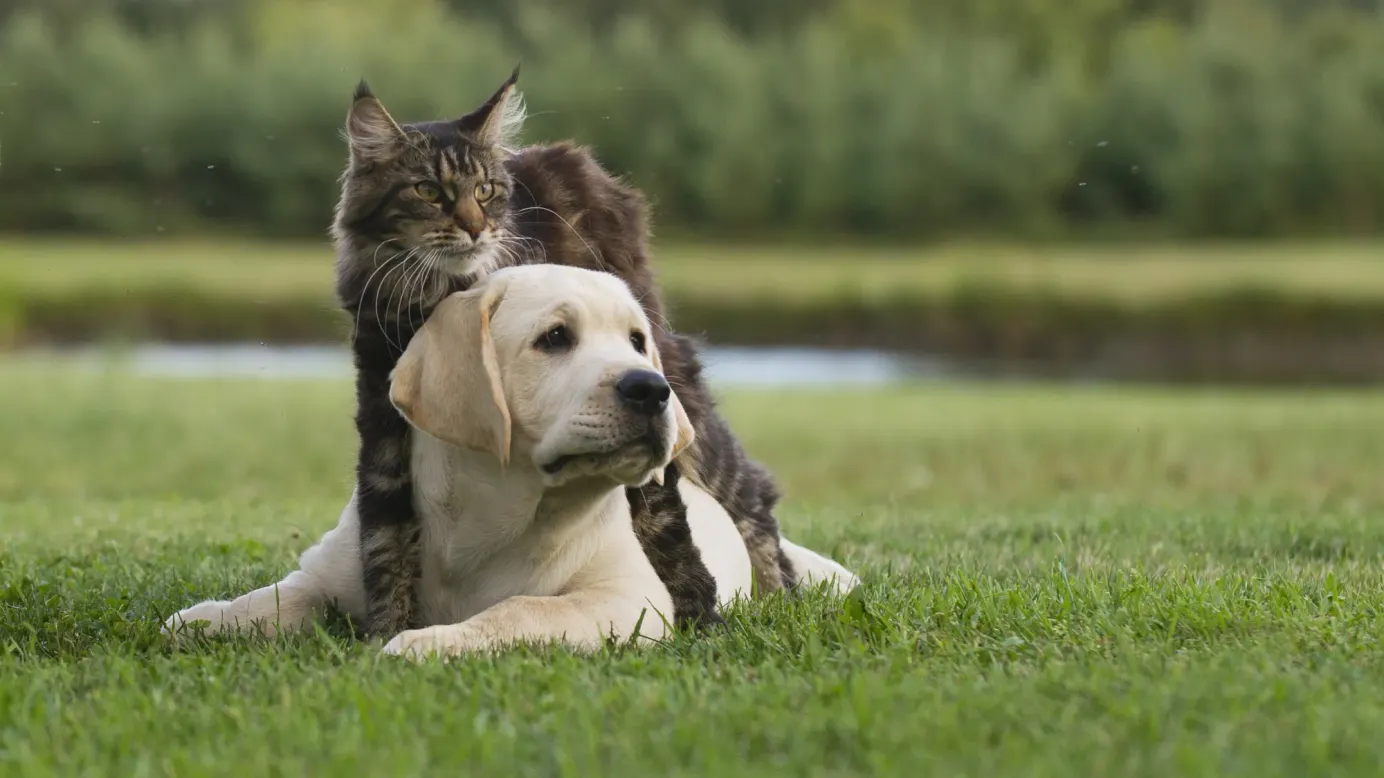 Un chat européen et un golden retriever blanc jouent dans un parc. 