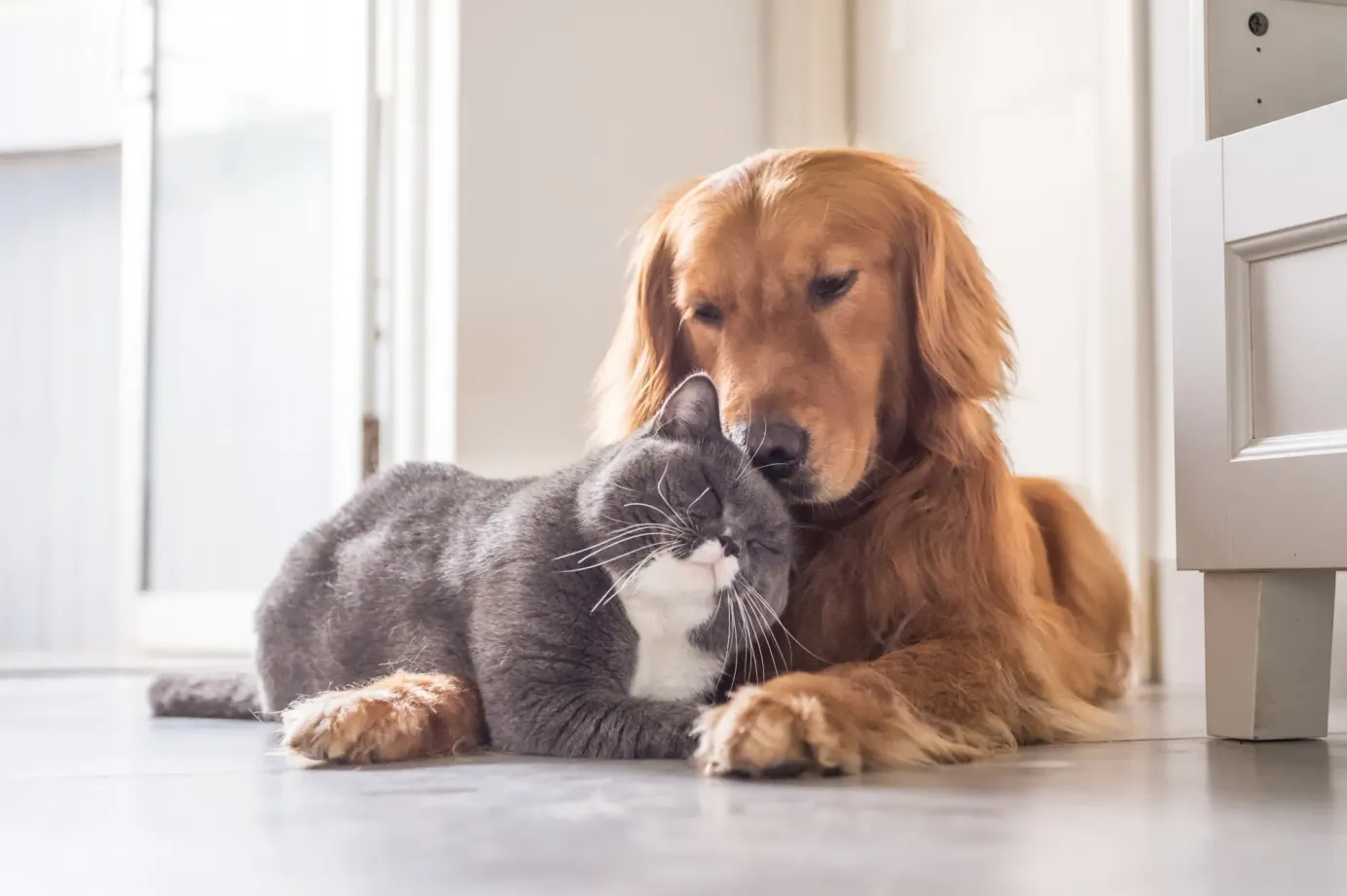Un golden retriever et un chat gris blanc se font un câlin dans un séjour éclairé. 