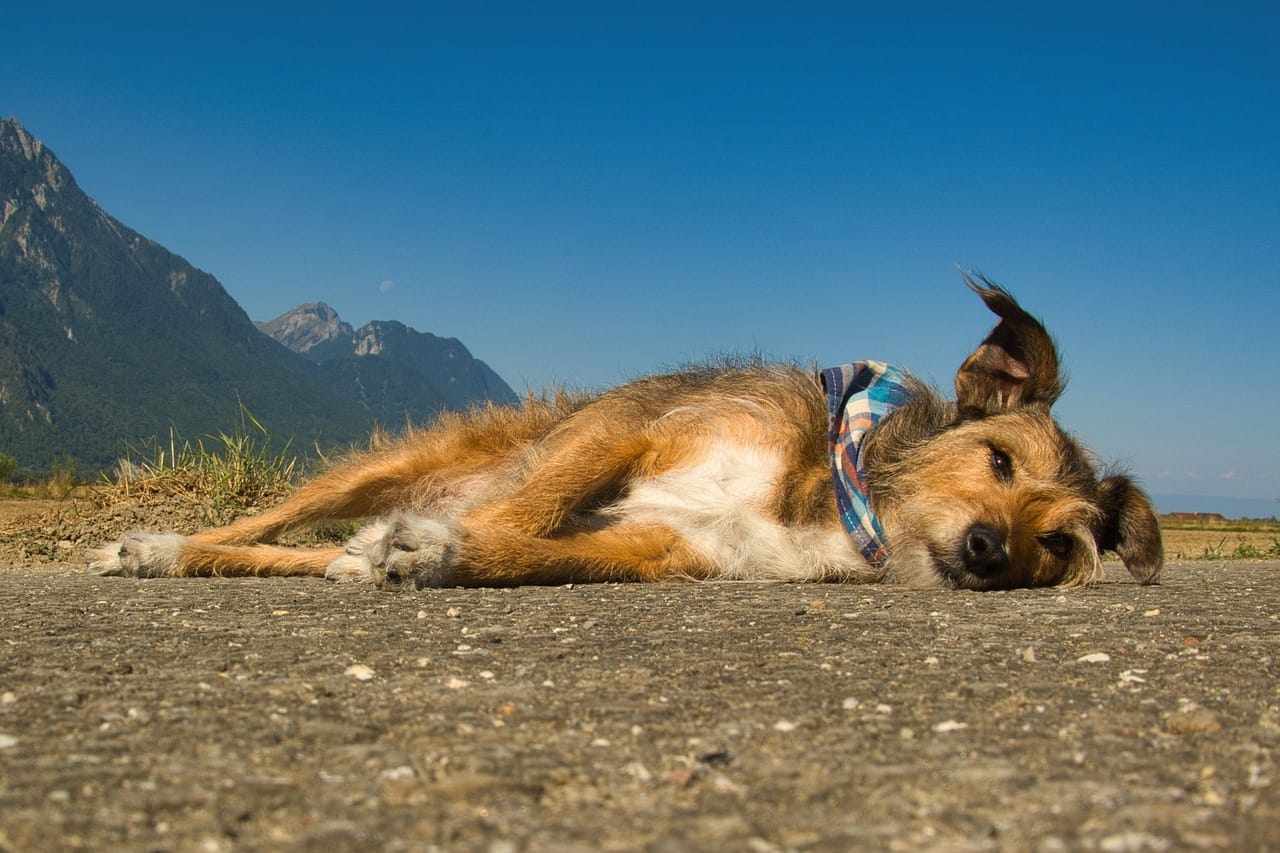 Picture of a dog with a bandana lying down and relaxing