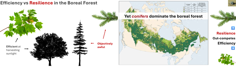 A close-up of a pine branch
AI-generated content may be incorrect.