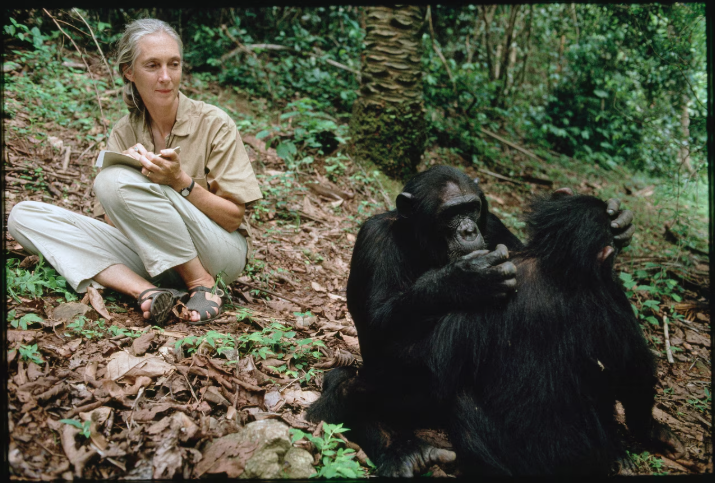 An image of Jane Goodall, notebook in hand, observing chimpanzees 