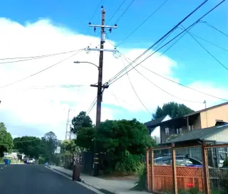 Birds “exploding” in East Richmond: the media coverage