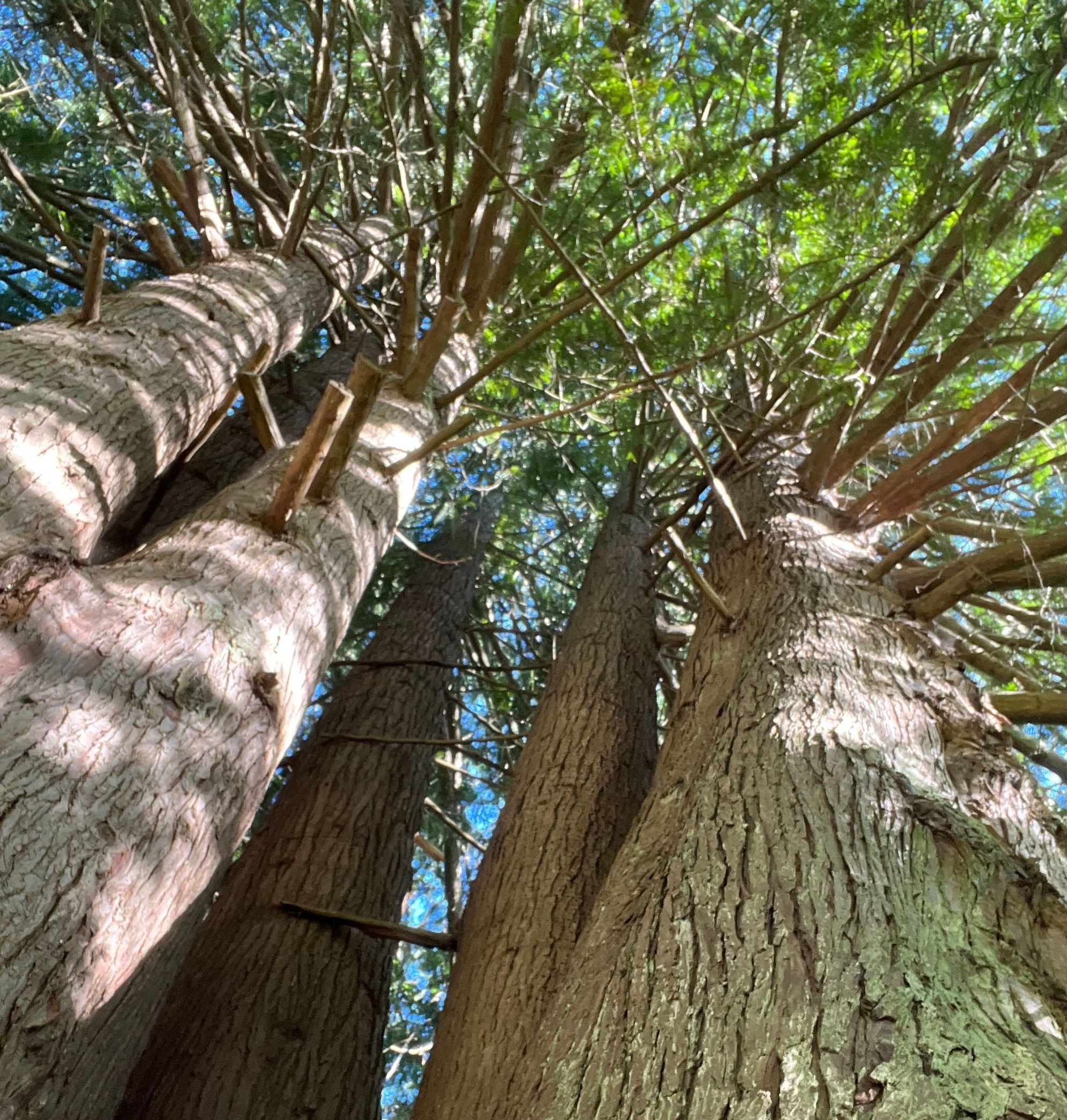 Photo: A view looking upward at six cedar trees grown close together in a tight circle, their trunks reddish with mossy green streaks and their needles green against the blue sky.
