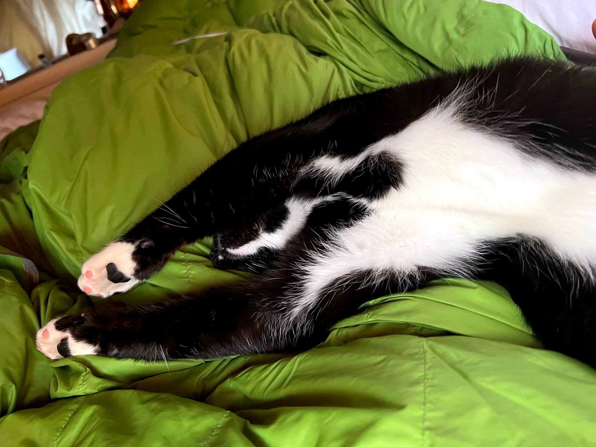 The cat lying back on the green blanket with arms stretched way overhead.