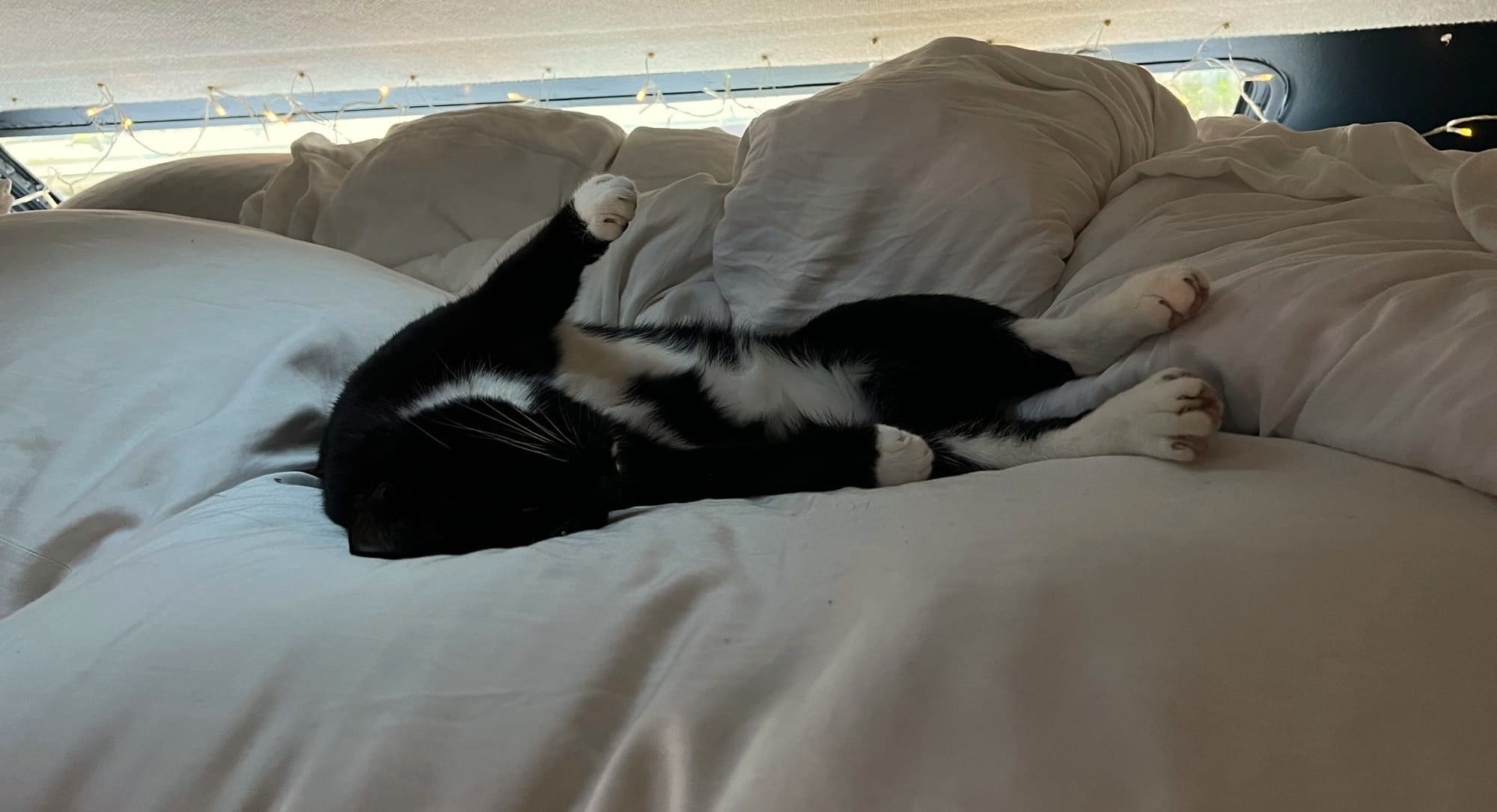 The cat lying on its back again, arms up and chest exposed, in a pile of white fluffy blankets.