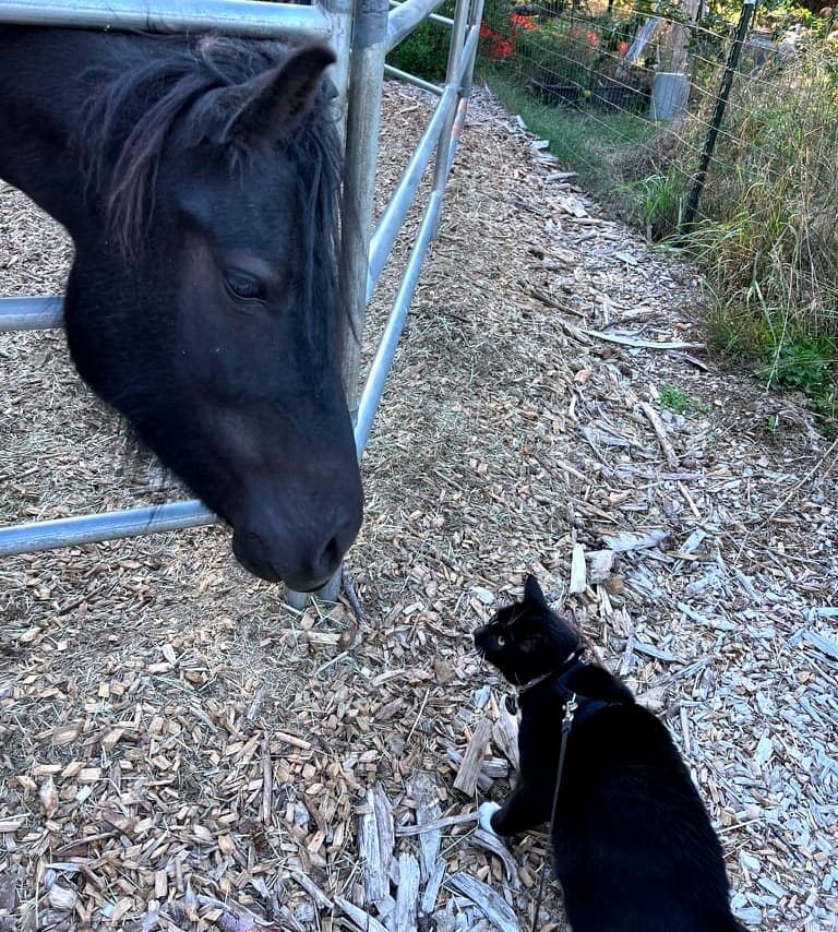 A black cat on a thin black leash stands across from a black horse, who is bending his head toward the ground; their faces are very close together.