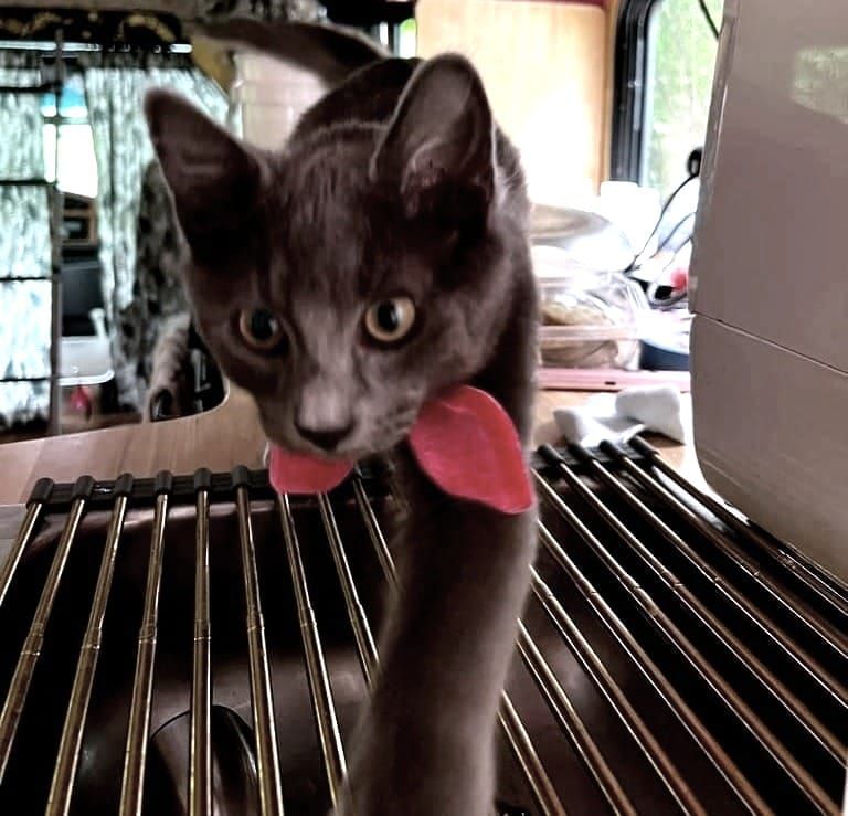 My Cat Is Trans