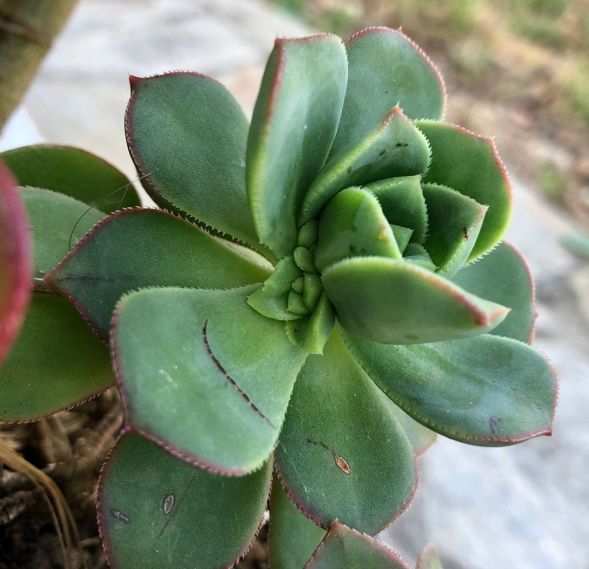 Iterative Unfolding