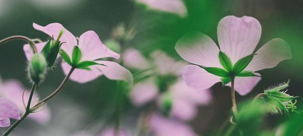 z2zPM: Blossom Has Bloomed