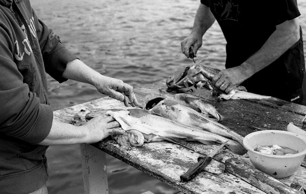 Cod stocks rebound