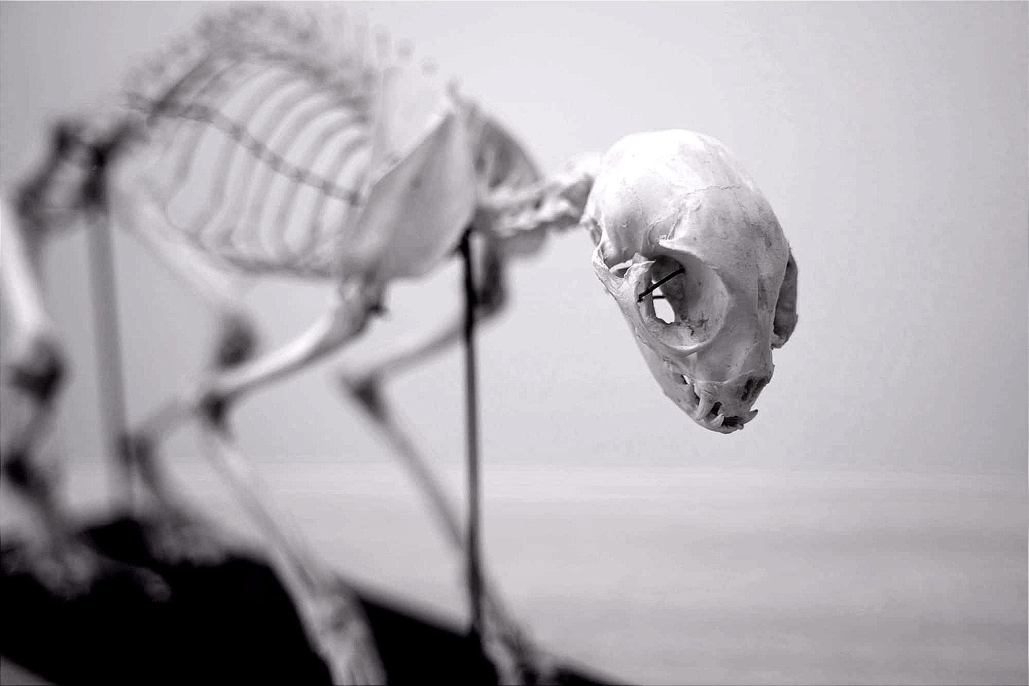 REAPER'S DIGEST: Sunday Scaries