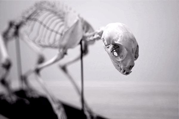 REAPER'S DIGEST: Sunday Scaries