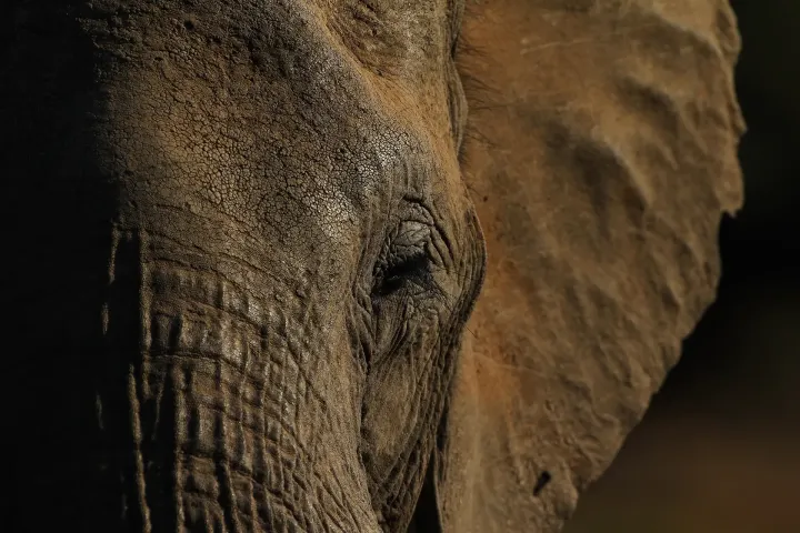 THREE: ELEPHANT [ARCHIVE]