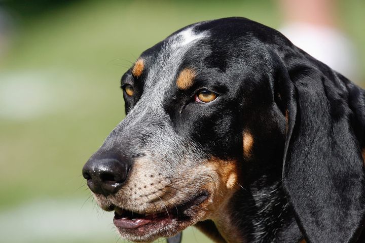 ATHENS, GA - OCTOBER 11: Smokey IX mascot of the Tennessee Volunteers sits on the sidelines during the game against the Georgia Bulldogs at Sanford Stadium on October 11, 2008 in Athens, Geor